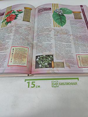 Фэн-шуй и комнатные растения-приманки