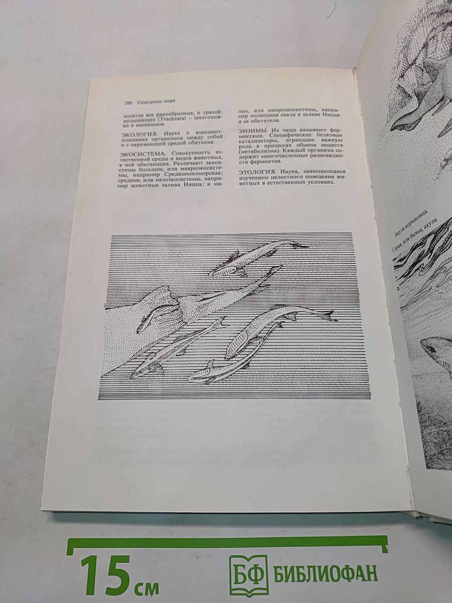 Сюрпризы моря