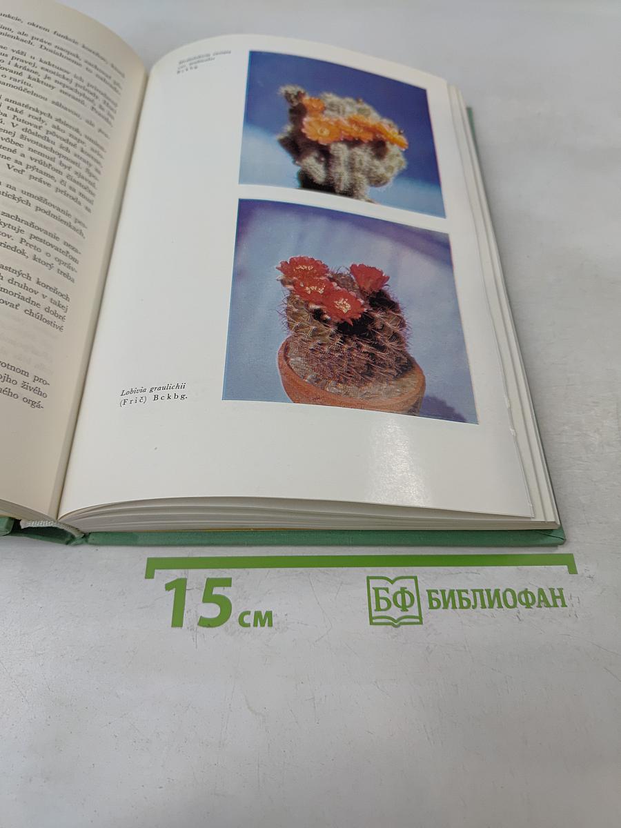 Čarovné tŕne
