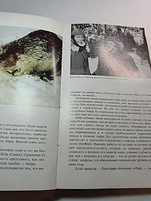 Лососи, бобры, каланы