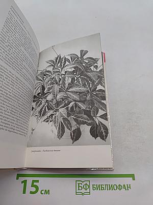 Zimmerpflanzen 2