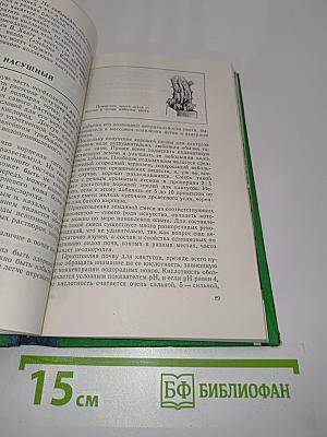 Кактусы