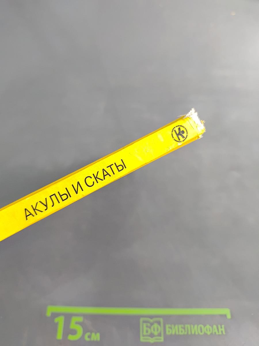 Акулы и скаты