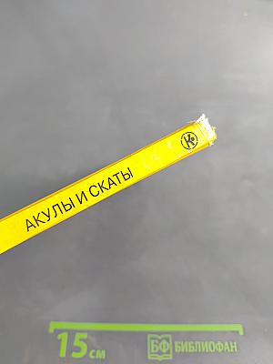 Акулы и скаты