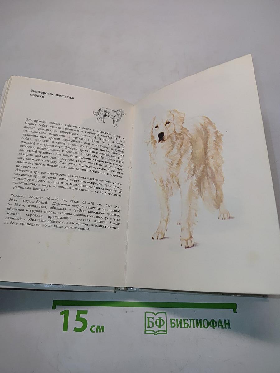 Собаки