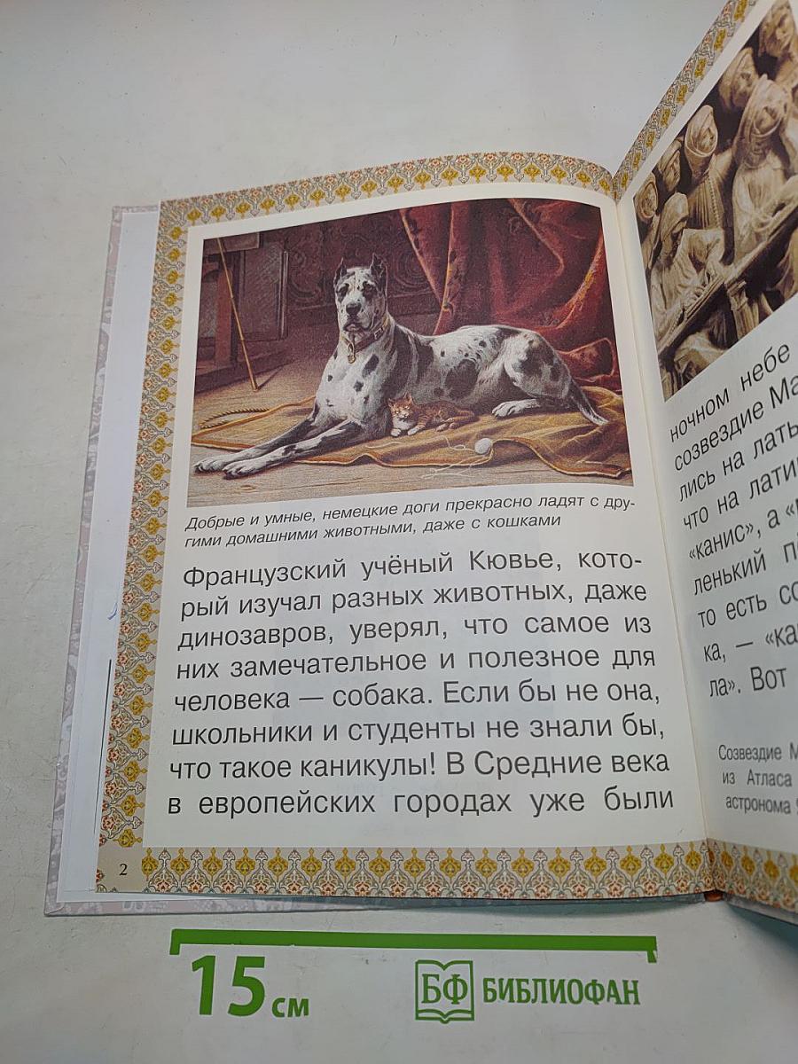 Каникулы и будни собаки