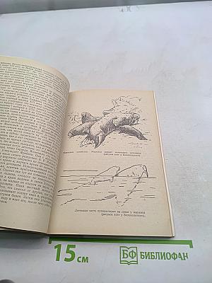 Мир моржа