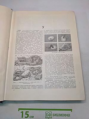 Большая Советская Энциклопедия. Том 44. Ужи — Фидель