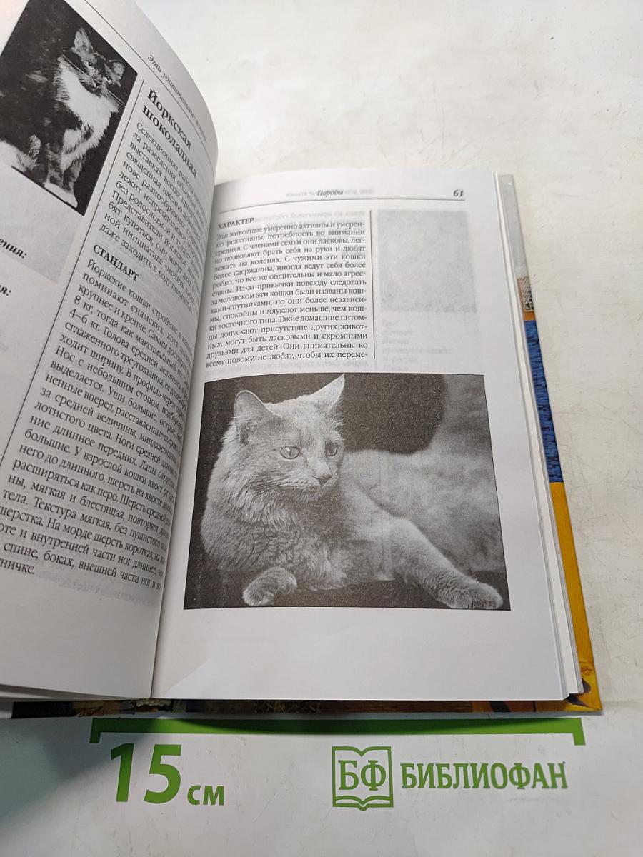 Эти удивительные кошки