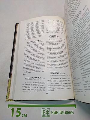 Грибы
