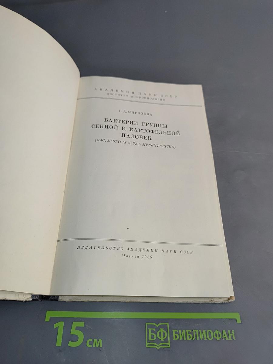 Бактерии группы сенной и картофельной палочек (Bac. subtilis и Bac. mesentericus)
