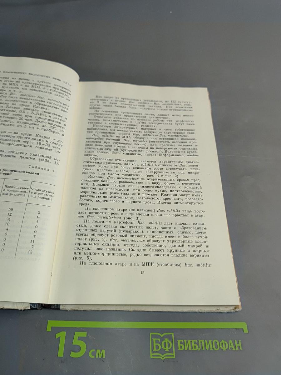 Бактерии группы сенной и картофельной палочек (Bac. subtilis и Bac. mesentericus)