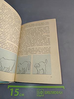 Советы любителям кошек