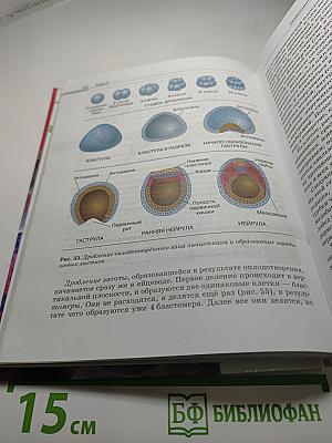 Биология. Общая биология 10-11 классы. Базовый уровень