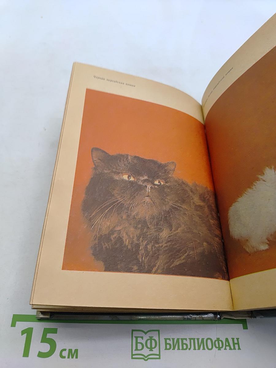Советы любителям кошек