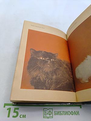 Советы любителям кошек