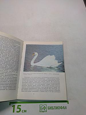 Птицы над полями