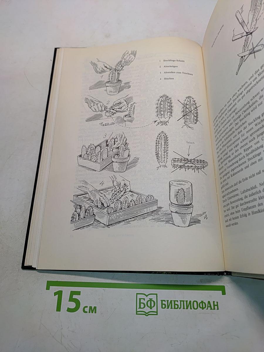 Schöne Kakteen richtig pflegen