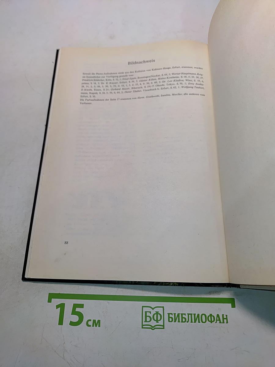 Schöne Kakteen richtig pflegen