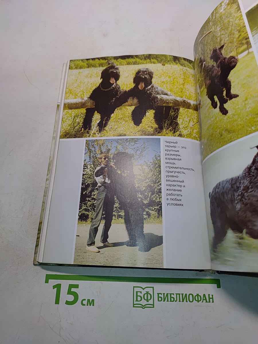 Русский черный терьер