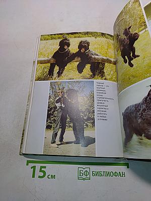 Русский черный терьер
