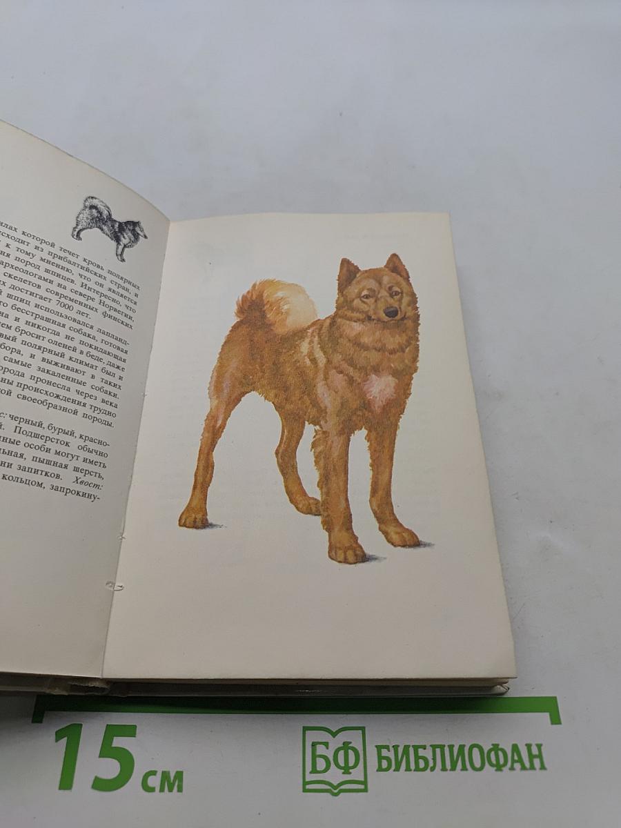 Собаки