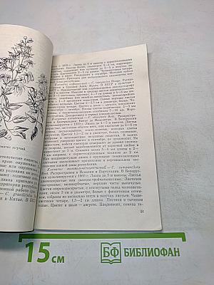Клематисы в вашем саду
