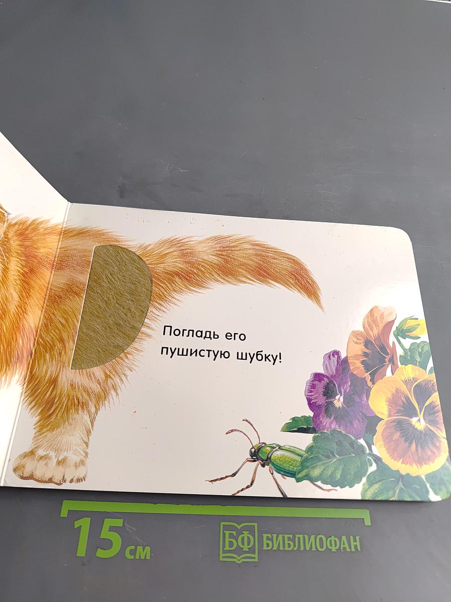 Котята