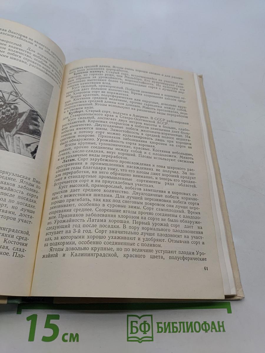 Культура ягодников в приусадебных садах