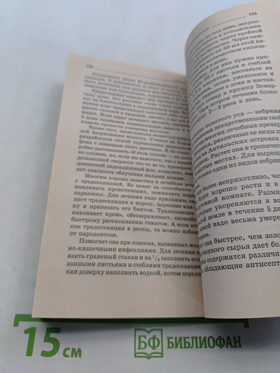 Золотой ус — лекарь на подоконнике