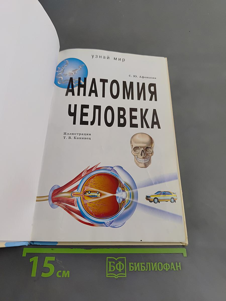 Анатомия человека. Школьный путеводитель