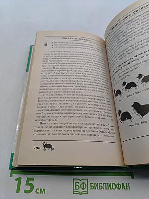 Колли и шелти