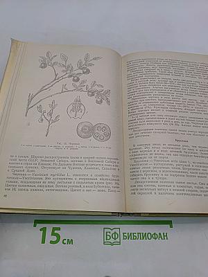 Лекарственные растения (Растения-целители)