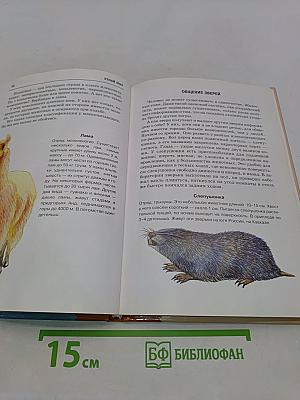 Млекопитающие. Школьный путеводитель