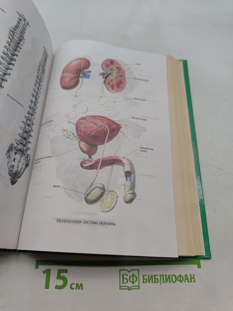 Энциклопедия народной медицины