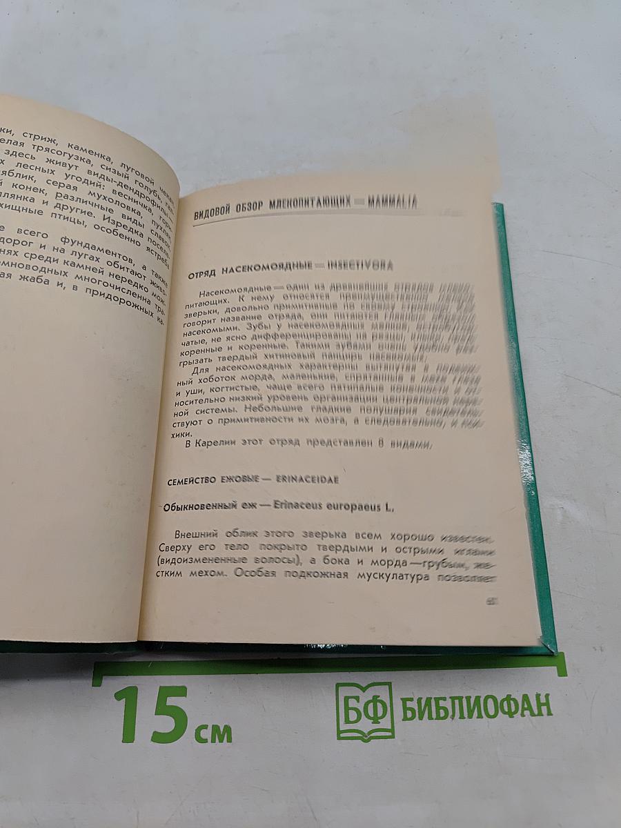 Млекопитающие