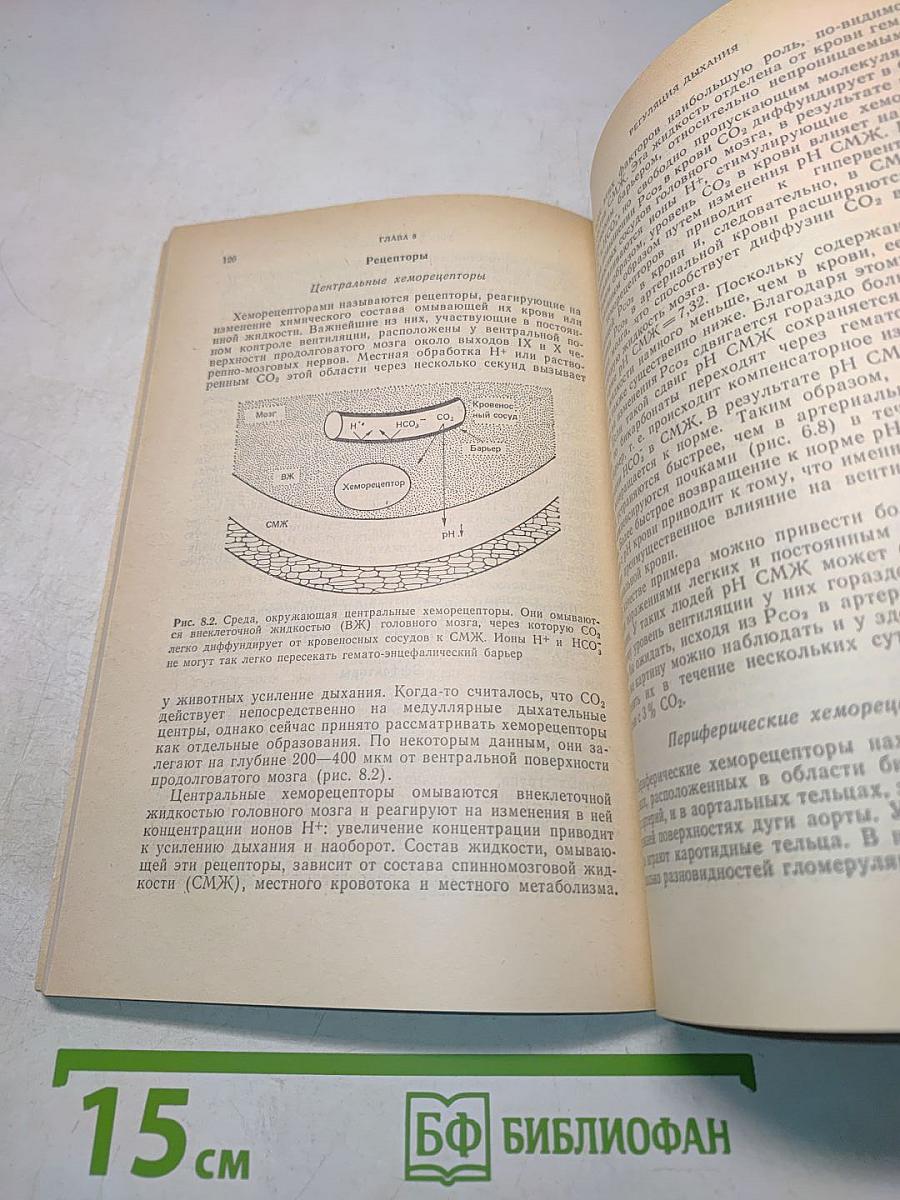 Физиология дыхания. Основы