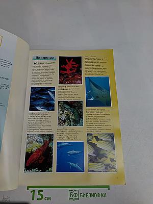 Красное море