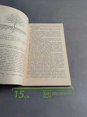 Яблоневый сад