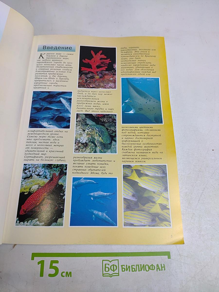Красное море