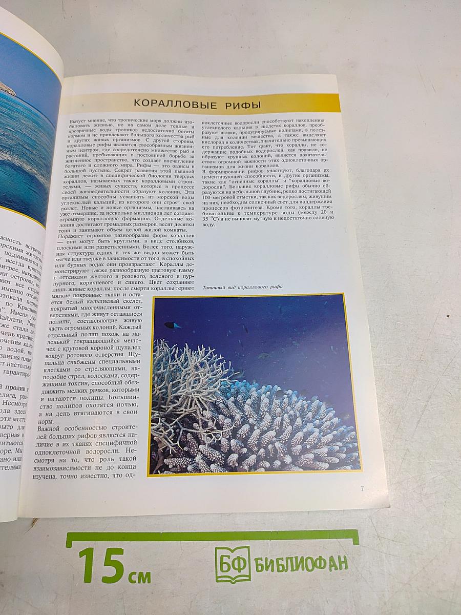 Красное море