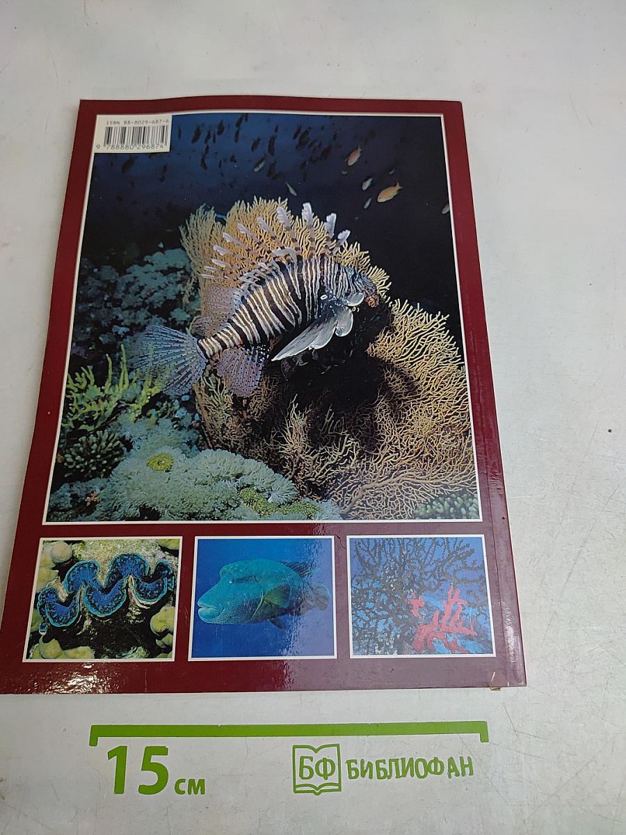 Красное море