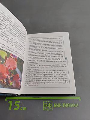 Бегонии. Выращивание и уход