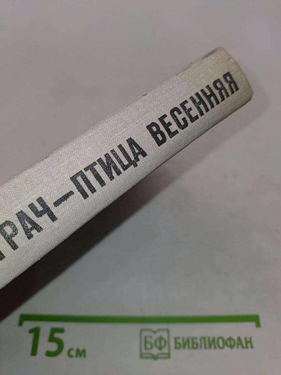 Грач — птица весенняя