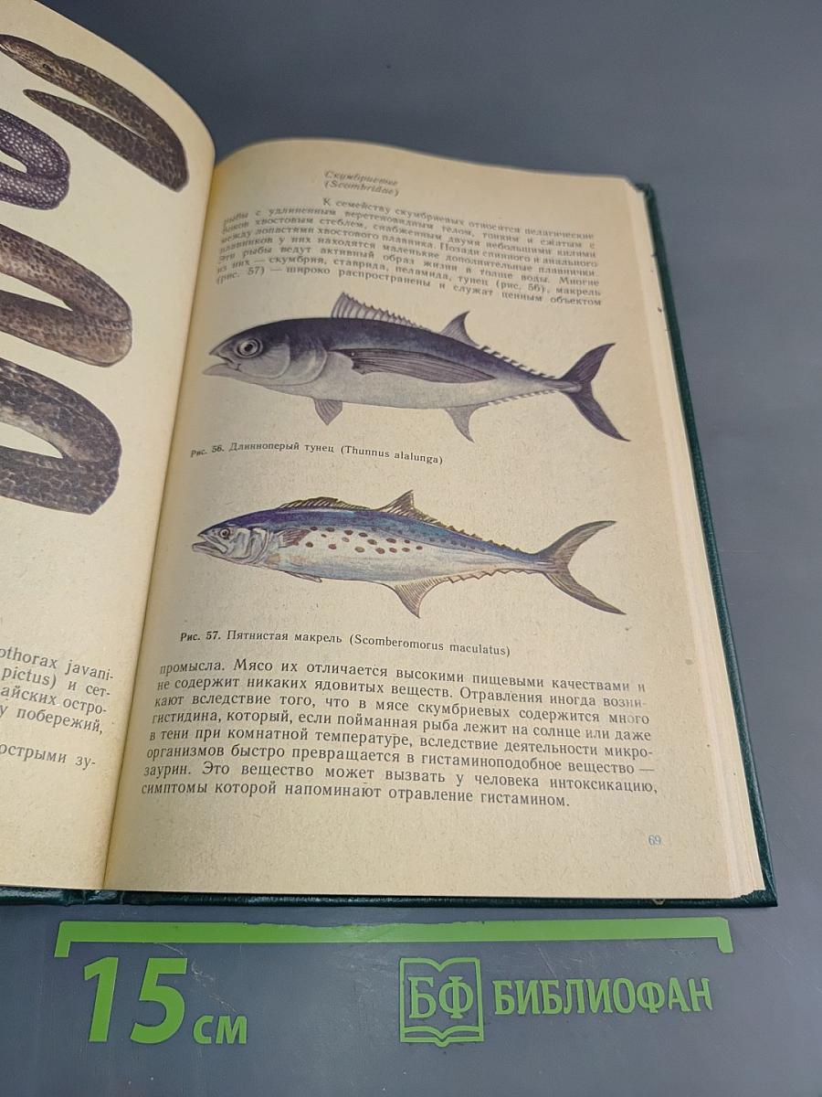 Опасные животные моря и некоторых районов суши