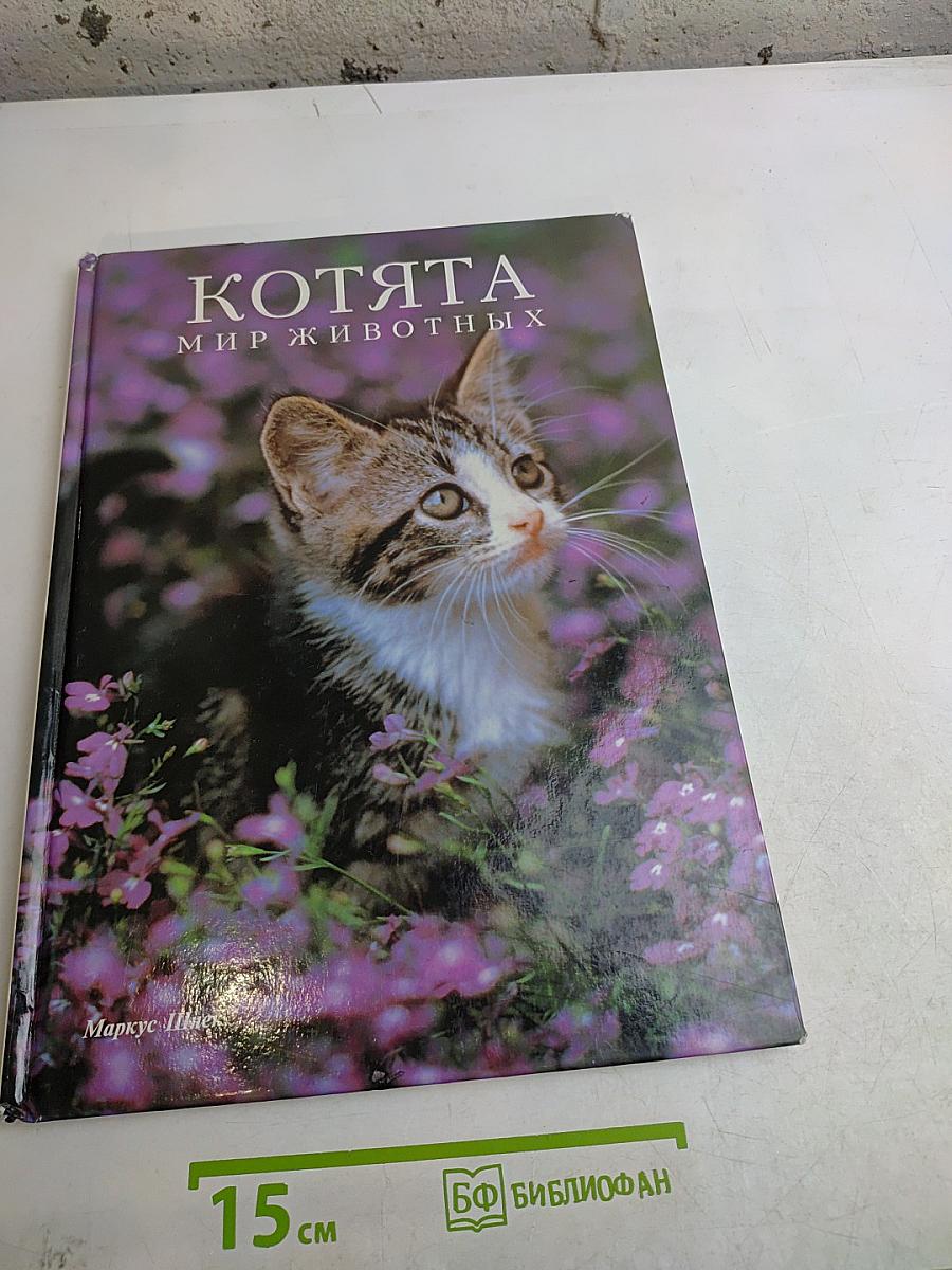 Котята. Мир животных