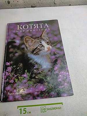 Котята. Мир животных