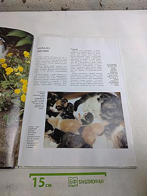 Котята. Мир животных