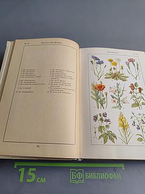 Bildwörterbuch Deutsch und Englisch