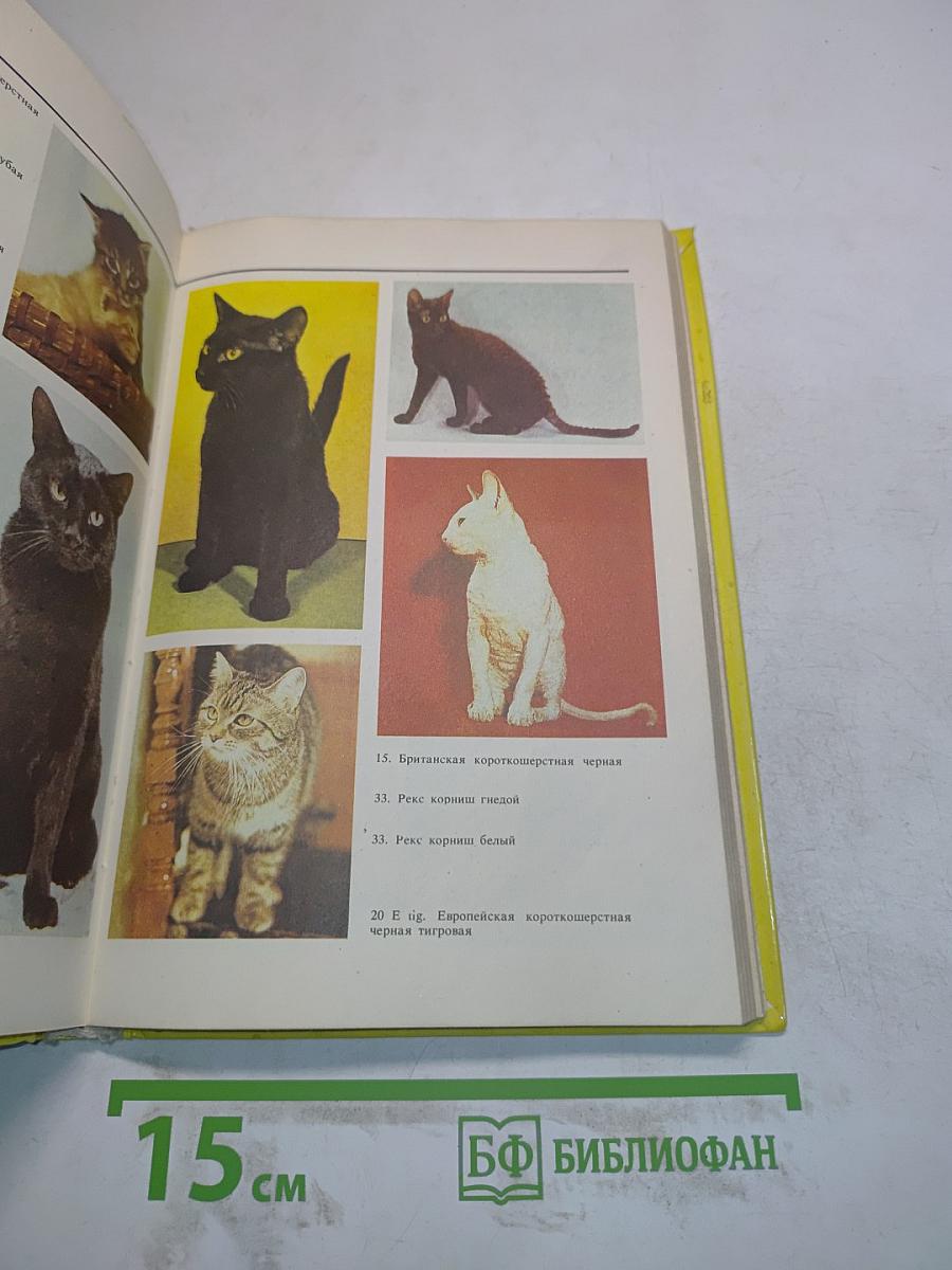 Домашние кошки
